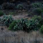 IMG 4552