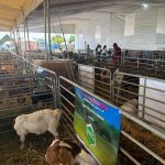 Montaje y producción de eventos en querétaro  chorcha entertainment