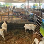 Producción de eventos corporativos en querétaro  chorcha entertainment